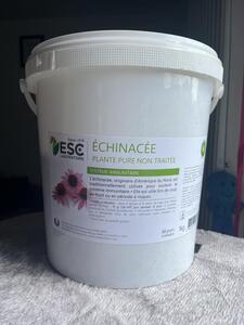 Echinacée