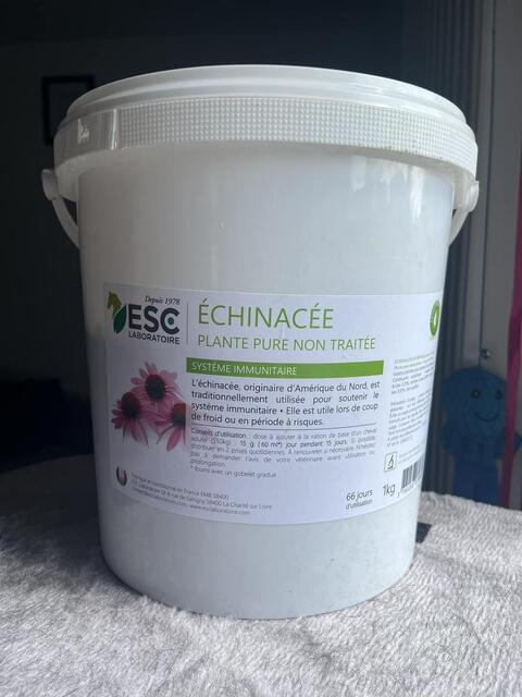 Echinacée