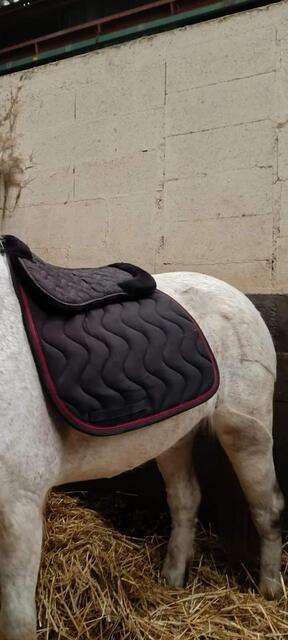 tapis de dressage Harcour noir et bordeaux (modèle Versaille)