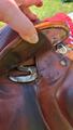 Selle SCB marron 17,5