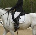 Selle dressage wintec werth