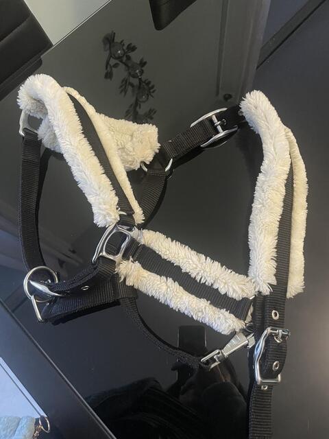 Licol mouton