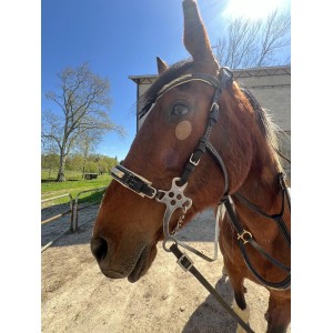 Hackamore