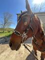 Hackamore