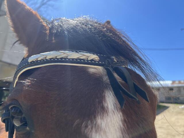 Hackamore