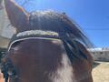 Hackamore