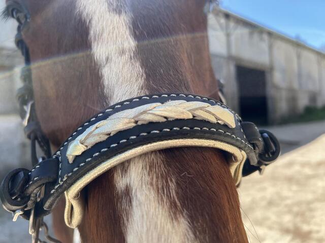 Hackamore