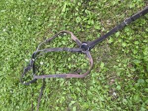 Collier de chasse + martingale