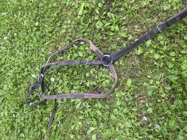 Collier de chasse + martingale