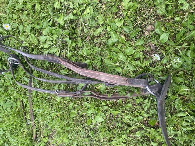 Collier de chasse + martingale