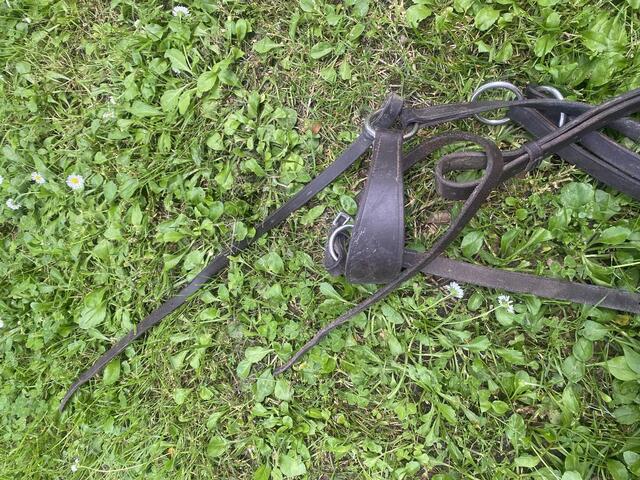 Collier de chasse + martingale