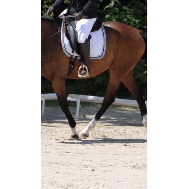 Selle euroriding titan 2