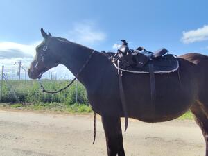 Selle western