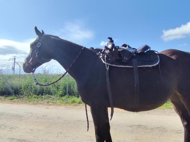 Selle western