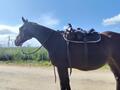 Selle western