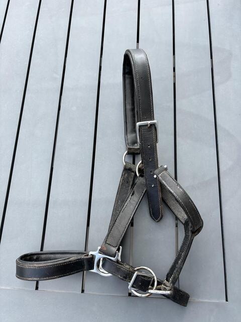 Licol cuir
