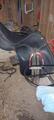 Selle wintec