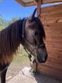 Licol éthologique poney