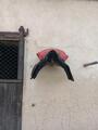 Selle Portugaise rouge et noir en bon etat