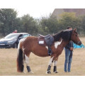 Selle CWD