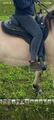 Tapis western