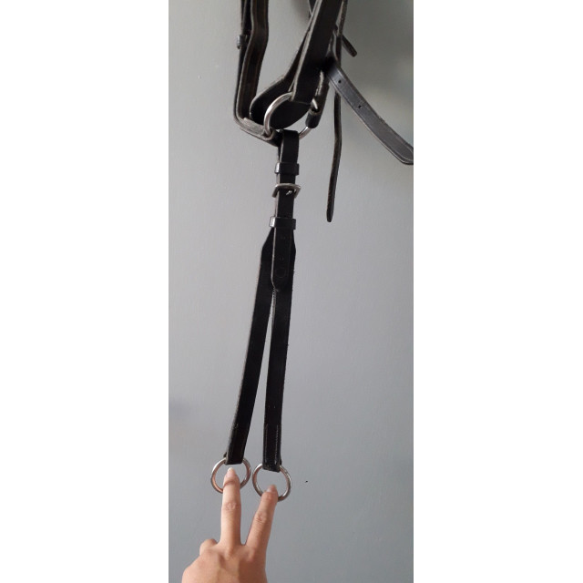 collier de chasse + martinguale