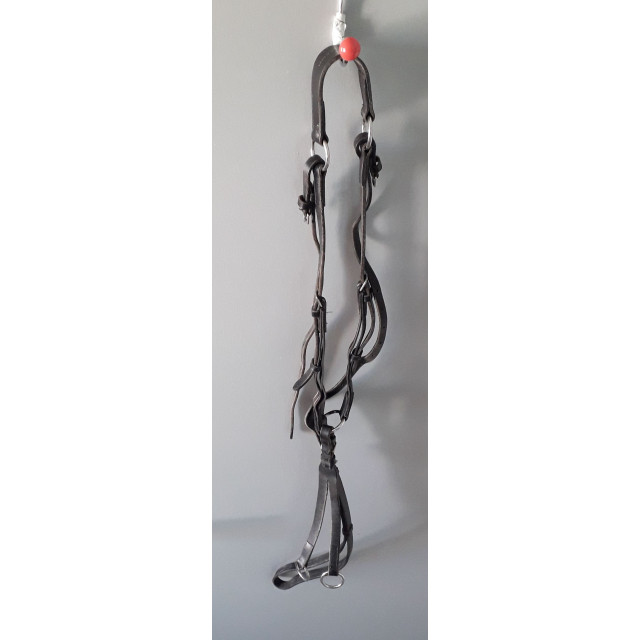 collier de chasse + martinguale