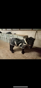 Couverte mini horse shop