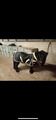 Couverte mini horse shop