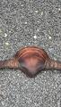 sangle bavette Bruno Delgrange cuir havane 120