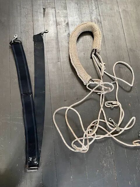 Ceinture de longe élastique cheval