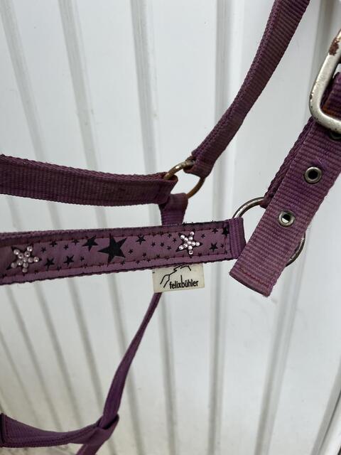 Licol violet