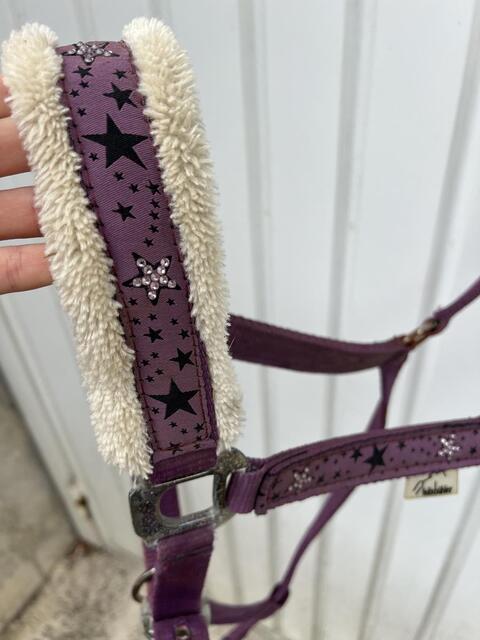 Licol violet