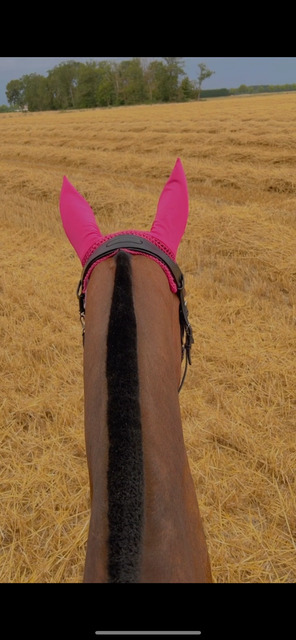 Bonnet framboise taille cheval