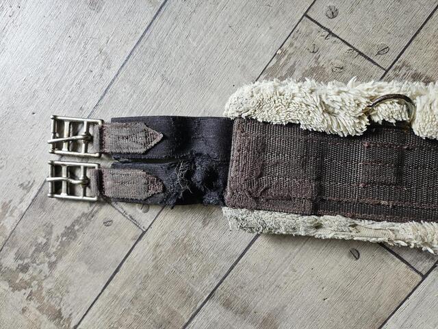 Sangle Kentucky mouton