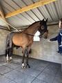 Masque Fenwick