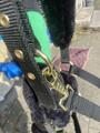 Licol