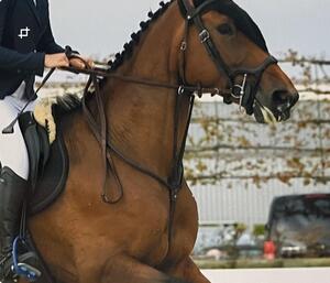 martingale antares