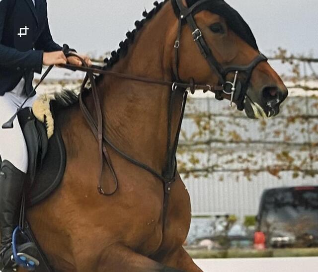 martingale antares