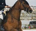 martingale antares