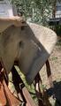 Selle western 17,5’’