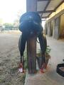 Selle Dressage