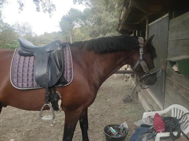 selle dressage kieffer