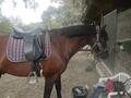 selle dressage kieffer