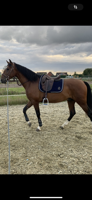 Selle forestier AAchen 17,5