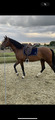 Selle forestier AAchen 17,5