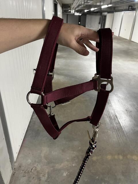 Licol showmaster bordeaux + longe