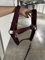 Licol showmaster bordeaux + longe