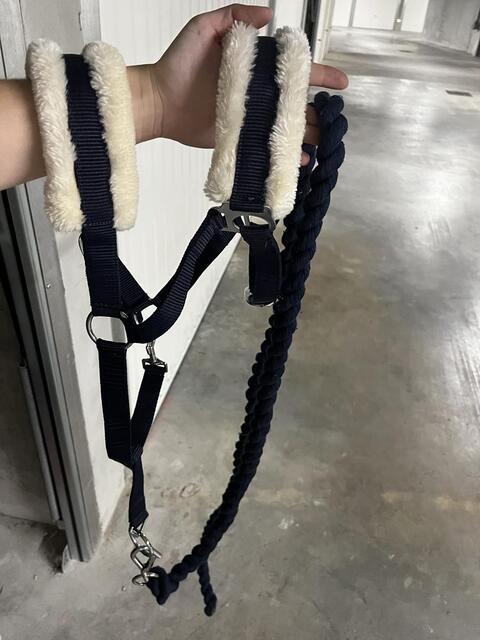 Licol bleu marine + longe