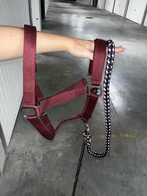 Licol showmaster bordeaux + longe